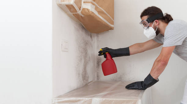 Professional Black Mold Removal technician working in Helotes, TX