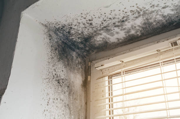 Trusted Black Mold Removal service in Helotes, TX - Cheap Mold Removal